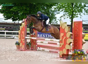 Italienisches Reitpferd, Stute, 6 Jahre, 165 cm, Brauner