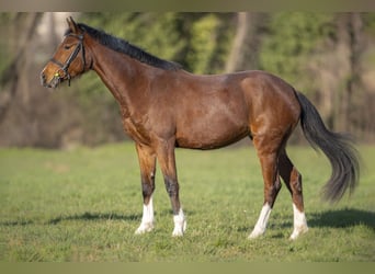 Italienisches Reitpferd, Stute, 6 Jahre, 166 cm, Rotbrauner