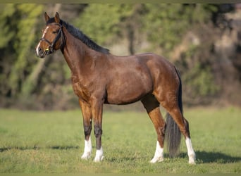 Italienisches Reitpferd, Stute, 6 Jahre, 166 cm, Rotbrauner