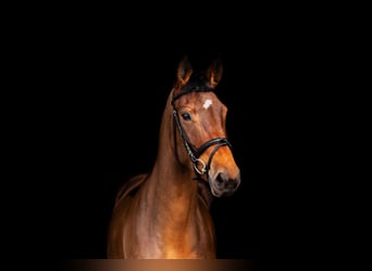 Italienisches Reitpferd, Stute, 6 Jahre, 168 cm, Brauner