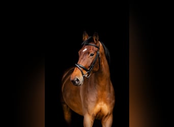 Italienisches Reitpferd, Stute, 6 Jahre, 168 cm, Brauner