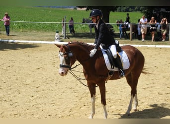 Italienisches Reitpferd Mix, Stute, 7 Jahre, 155 cm, Fuchs