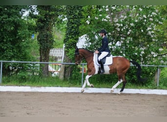 Italienisches Reitpferd Mix, Stute, 8 Jahre, 146 cm, Schecke