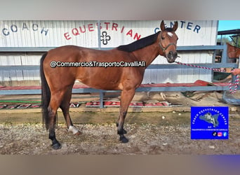 Italienisches Reitpferd, Stute, 8 Jahre, 157 cm, Brauner