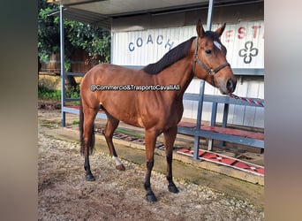 Italienisches Reitpferd, Stute, 8 Jahre, 157 cm, Brauner