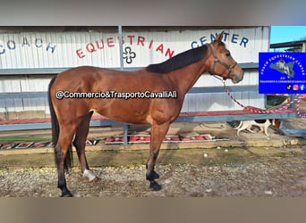 Italienisches Reitpferd, Stute, 8 Jahre, 157 cm, Brauner