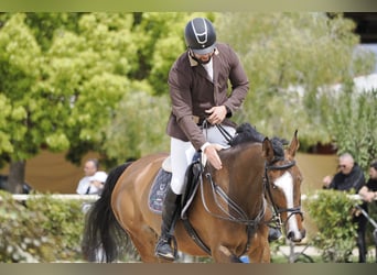 Italienisches Reitpferd, Stute, 8 Jahre, 174 cm, Dunkelbrauner