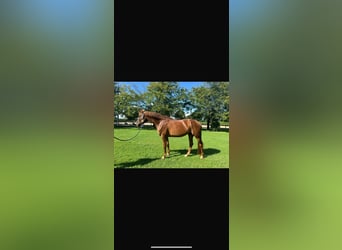 Italienisches Reitpferd, Stute, 8 Jahre, 177 cm, Fuchs