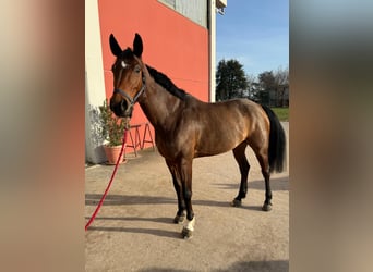 Italienisches Reitpferd, Stute, 9 Jahre, 171 cm, Brauner