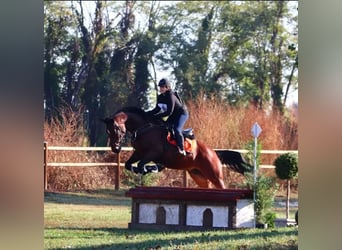 Italienisches Reitpferd, Stute, 9 Jahre, 171 cm