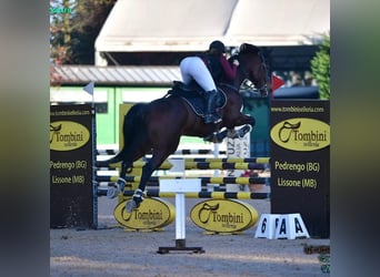 Italienisches Reitpferd, Stute, 9 Jahre, 171 cm