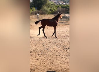 Italienisches Reitpferd, Stute, Fohlen (04/2023), Brauner