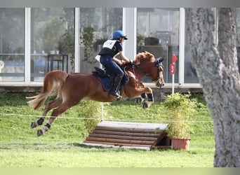 Italienisches Reitpferd Mix, Wallach, 10 Jahre, 147 cm, Fuchs