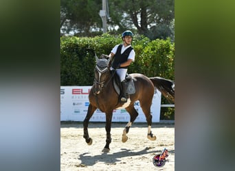 Italienisches Reitpferd, Wallach, 10 Jahre, Dunkelbrauner