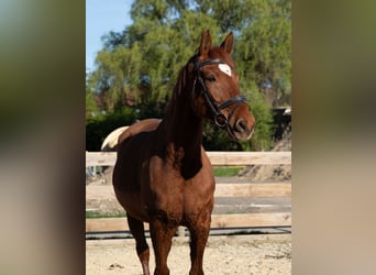 Italienisches Reitpferd Mix, Wallach, 11 Jahre, 160 cm, Fuchs