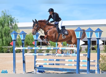 Italienisches Reitpferd, Wallach, 11 Jahre, 163 cm, Dunkelfuchs