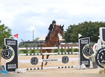 Italienisches Reitpferd, Wallach, 11 Jahre, 163 cm