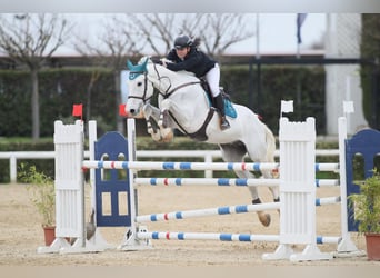 Italienisches Reitpferd, Wallach, 11 Jahre, 171 cm, Schimmel