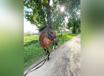 Italienisches Reitpferd, Wallach, 12 Jahre, 163 cm, Brauner