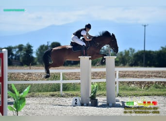 Italienisches Reitpferd, Wallach, 12 Jahre, 172 cm, Brauner