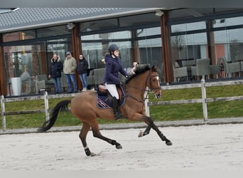 Italienisches Reitpferd, Wallach, 12 Jahre, 172 cm, Brauner