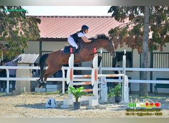 Italienisches Reitpferd, Wallach, 12 Jahre, 172 cm, Brauner