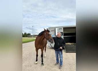 Italienisches Reitpferd, Wallach, 12 Jahre, 172 cm, Brauner