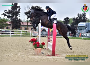 Italienisches Reitpferd, Wallach, 12 Jahre, 177 cm, Dunkelbrauner