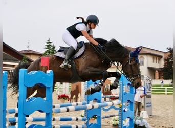 Italienisches Reitpferd, Wallach, 12 Jahre, 177 cm, Dunkelbrauner