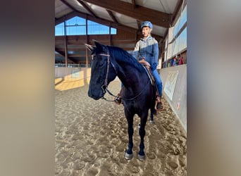 Italienisches Reitpferd, Wallach, 14 Jahre, 162 cm, Rappe