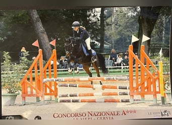 Italienisches Reitpferd, Wallach, 15 Jahre, 147 cm, Brauner