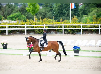 Italienisches Reitpferd, Wallach, 16 Jahre, 175 cm, Brauner