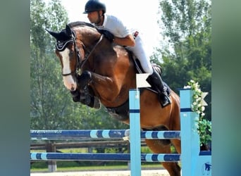 Italienisches Reitpferd, Wallach, 16 Jahre, 175 cm, Brauner
