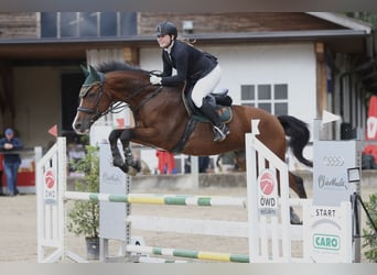 Italienisches Reitpferd, Wallach, 16 Jahre, 175 cm, Brauner