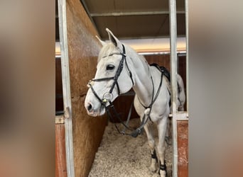 Italienisches Reitpferd, Wallach, 16 Jahre, Schimmel