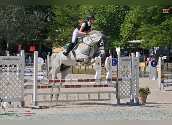 Italienisches Reitpferd, Wallach, 17 Jahre, 181 cm, Schimmel