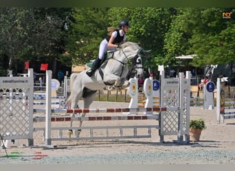 Italienisches Reitpferd, Wallach, 17 Jahre, 182 cm, Schimmel