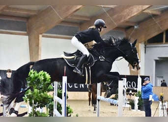 Italienisches Reitpferd, Wallach, 18 Jahre, 170 cm, Dunkelbrauner