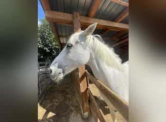 Italienisches Reitpferd Mix, Wallach, 19 Jahre, 164 cm, Schimmel