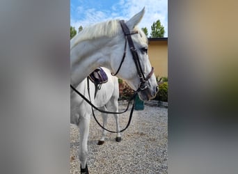 Italienisches Reitpferd, Wallach, 21 Jahre, Schimmel