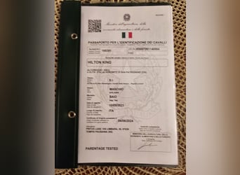 Italienisches Reitpferd, Wallach, 2 Jahre, 169 cm, Dunkelbrauner