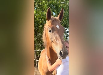 Italienisches Reitpferd, Wallach, 2 Jahre, Fuchs