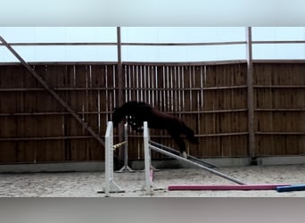 Italienisches Reitpferd, Wallach, 3 Jahre, 161 cm, Brauner