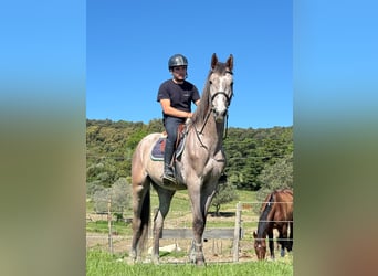 Italienisches Reitpferd, Wallach, 3 Jahre, 170 cm, Schimmel