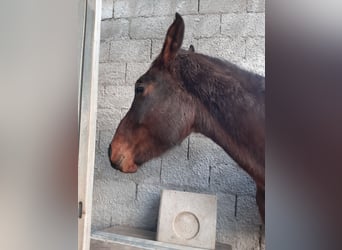 Italienisches Reitpferd, Wallach, 3 Jahre, 175 cm, Brauner