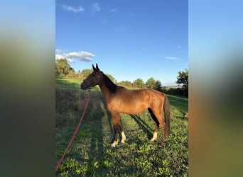 Italienisches Reitpferd, Wallach, 3 Jahre, Dunkelbrauner