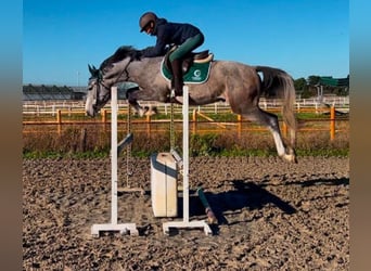 Italienisches Reitpferd, Wallach, 4 Jahre, 160 cm, Schimmel