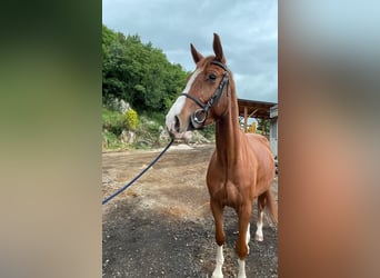 Italienisches Reitpferd, Wallach, 4 Jahre, 166 cm, Fuchs