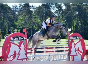 Italienisches Reitpferd, Wallach, 4 Jahre, 167 cm, Schimmel