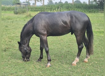 Italienisches Reitpferd, Wallach, 4 Jahre, 172 cm, Rappschimmel